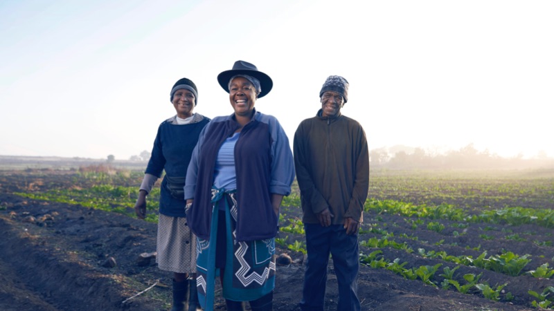 African Marmalade - Banner Image- AND01039